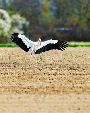 Ein Wei&szlig;storch landet mit weit ausgebreiteten Fl&uuml;geln auf einem frisch bestellten Feld. Der gro&szlig;e Vogel mit rotem Schnabel und Beinen hebt sich stark vom sandigen Boden ab.