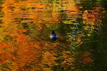紅葉の赤色が映る水面に浮かぶ鴨