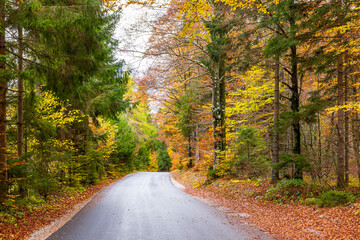 autumn landscape with empty road and multi colored forest. autumn background with empty space for ad, product and project presentation