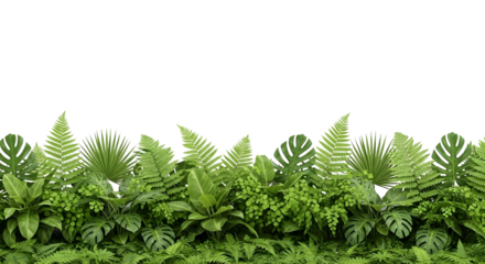 Dense layer of various green ferns and tropical leaves at the bottom of the frame, forming a lush ground border. Transparent background, high resolution, realistic photo.