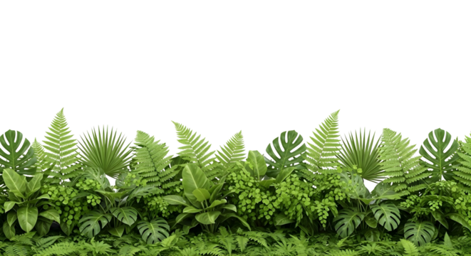 Dense layer of various green ferns and tropical leaves at the bottom of the frame, forming a lush ground border. Transparent background, high resolution, realistic photo.