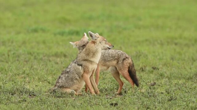 Two coyotes in the wild, sitting in grass field