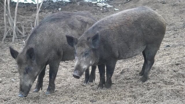 Two wild boars standing together, slow motion