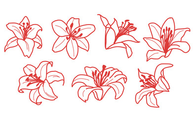 Different angle of red lily flower line art collection on transparent background