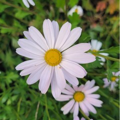Fototapeta premium pink daisy flower