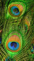 colorful feathers of a peacock. background or texture