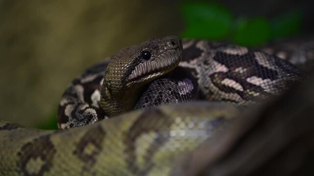 Green anaconda lying down still, motionless