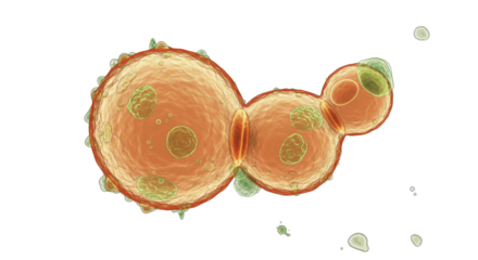 Budding yeast cells isolated on transparent background, microscopic view of fungal reproduction process in Saccharomyces cerevisiae PNG