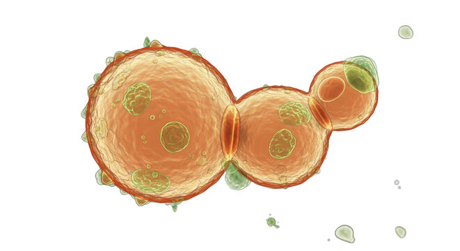 Budding yeast cells isolated on transparent background, microscopic view of fungal reproduction process in Saccharomyces cerevisiae PNG