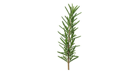 Fresh rosemary sprig isolated PNG, aromatic herb for cooking and seasoning on transparent background