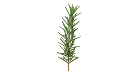 Fresh rosemary sprig isolated PNG, aromatic herb for cooking and seasoning on transparent background