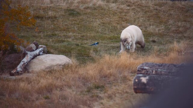 Bird flying away from rock as polar bear approaches