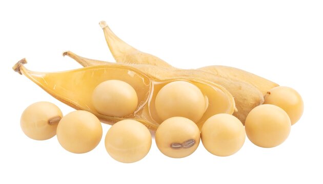 Yellow soybeans in pods - Powered by Adobe