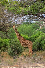 Giraffe walking in the savanna