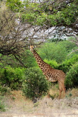 Young Giraffe in Tsavo East National Park, Africa Kenya