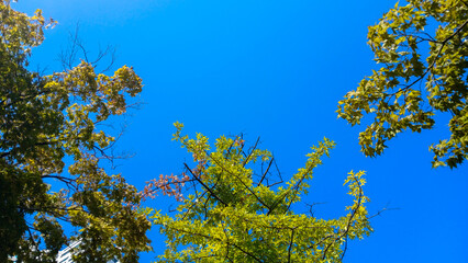 Fresh green leaves on tree branches against a clear and vibrant blue sky