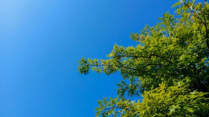 Fresh green leaves on tree branches against a clear and vibrant blue sky