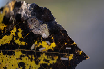 Close-up of diseased autumn leaf with fungal damage and decay