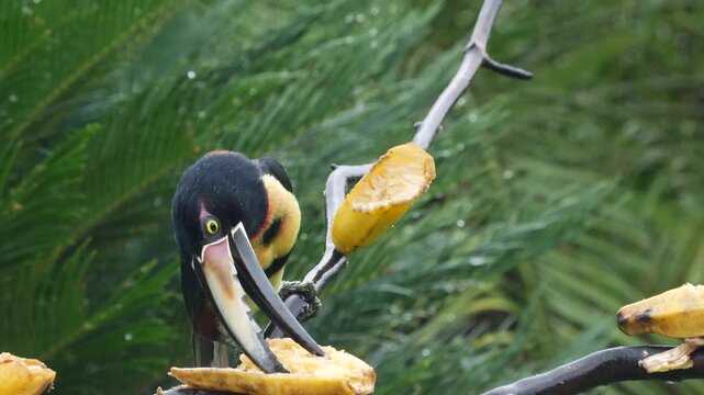 portrait of collared aracari at feeder, eating banana in tropical rain 164
