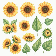 Set of Bright Watercolor Sunflower Flowers and Green Leaves