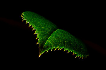 Focus-stacked green rose leaf showing surface texture and detail