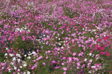 Fototapeta premium 秋の花コスモス