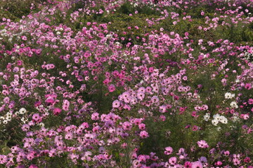 秋の花コスモス