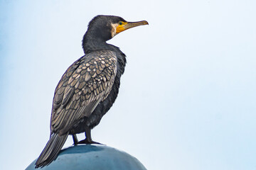 Great cormorant portrait (Cartagena, Spain)