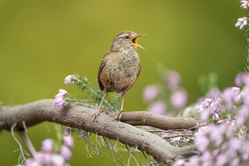 Wren perched on a branch, singing
