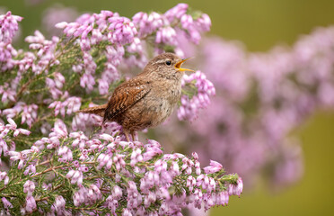Wren perched on a flowering plant, singing