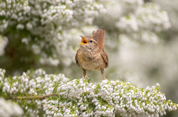 Wren perched on a white flower, singing