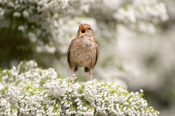 Wren perched on a flowering plant, singing