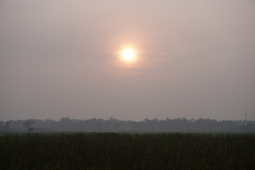 Sunrise over misty wetland field