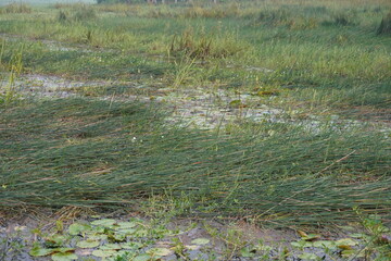 Wetland marsh grass field with aquatic plants