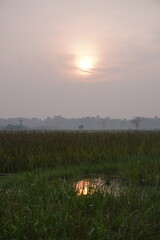 Sunset over wetland grassy landscape