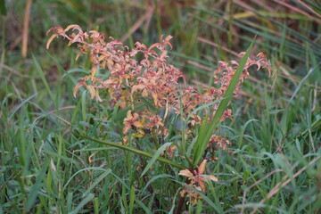Wild grass inflorescence reddish in grassy field