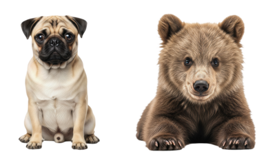 Cute Pug Dog Sitting Beside a Brown Bear Cub Realistic Portrait on White Background Animal Comparison Pet and Wildlife Contrast Domestic and Wild Mammal
