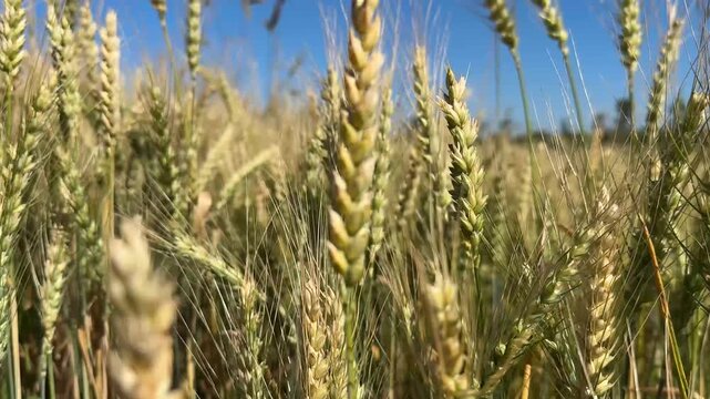 Ripe wheat harvest in the field