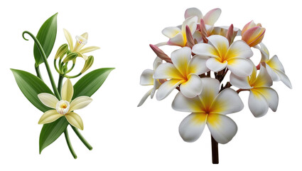 Vanilla Orchid Flower with Green Leaves Isolated and Tropical Frangipani Plumeria Bloom Bunch White Yellow Center for Fragrance Spa Aromatherapy Ingredient