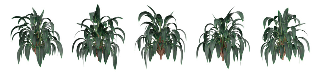 Realistic dracaena bush isolated on white background. High-quality 3D render perfect for interior visualization, modern eco design, and botanical decor projects.