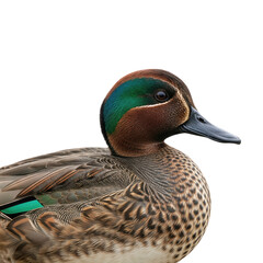 Male Green Winged Teal Duck Portrait with Bright Green Speculum Feather Detail Realistic Close Up Waterfowl Bird Isolated on White Background Wildlife
