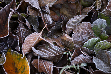 Jesienne liście, przymrozek, szron, tapeta.
