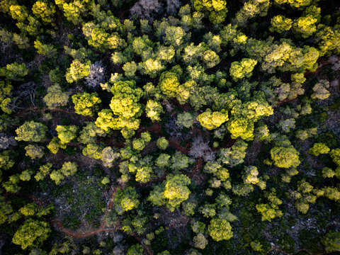 Aerial view of a vibrant tapestry of green treetops, dappled with sunlight, creating a stunning contrast against the dark forest floor., Chania, Chania, Greece.