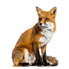 Fototapeta premium A curious red fox sits alertly, its tail curled elegantly