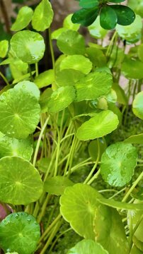 Gotu Kola Green Leaves Hydrated with Moisture After Rain