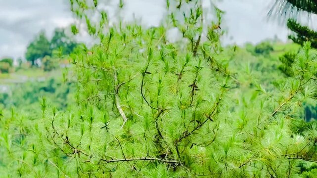 Green leaves of Conifer trees in the wind