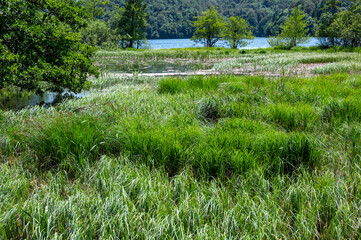 A wealth of reeds and grasses stands on the shore of a lake with trees and a forest