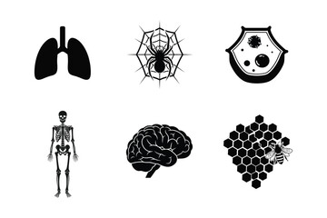 Human Anatomy, Zoology, and Insect Vector Silhouette Icon Set