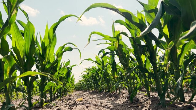 Farming success visual, Early stage corn growth, Landscape of agriculture, Young corn under blue sky, Detailed view of field, Summer crops beginning, Rows stretching endlessly, Green plants growing