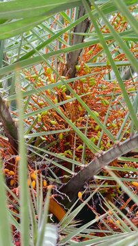 Date palm tree produces dates fruits